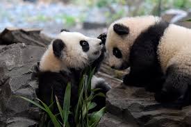 11 видео 816 990 просмотров обновлен 1 апр. Berlin S Panda Twins Ready For Public Debut