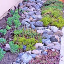 Maybe you would like to learn more about one of these? How To Water Hardy Sempervivum And Sedum Mountain Crest Gardens