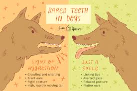 Use them in commercial designs under lifetime, perpetual & worldwide rights. Bared Teeth In Dogs Aggression Or Smiling