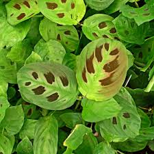 Image result for maranta