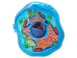 We did not find results for: Parts Of An Animal Cell Diagram Quizlet