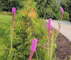 Image result for Pycnostachys parvifolia