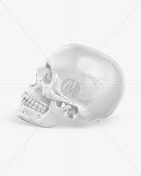 Download Skull Mockup In Object Mockups On Yellow Images Object Mockups