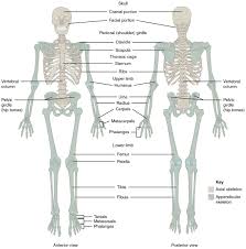 The column can be divided into five different regions, with each region characterised by a different vertebral structure. Back Bones Structure Human Anatomy Diagram Human Bones Anatomy Anatomy Bones Skeletal System Anatomy