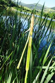 Image result for Typha