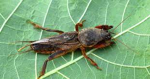 Mole crickets acquired their name because they look like moles. European Mole Cricket Koppert