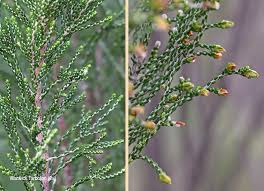 Image result for Passerina montana