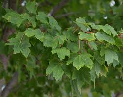 In the fall october glory maples produce a deep orange to red fall color that persists… Ufei Selectree A Tree Selection Guide