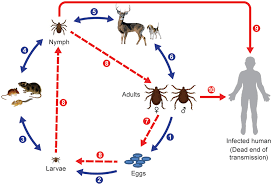 Frontiers Challenges Posed By Tick Borne Rickettsiae Eco Epidemiology And Public Health Implications Public Health