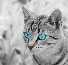 We did not find results for: Skyclan Warrior Cats Rp On We Heart It