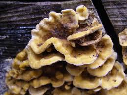 Image result for Craterostigma hirsutum