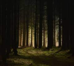Das thema hat wohl den zeitgeist getroffen! Zeit Zu Gehen Foto Bild Landschaft Wald Natur Bilder Auf Fotocommunity