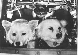 From Stray To Space Dog The Story Of Belka And Strelka Space Animals Soviet Space Dogs Space Dog