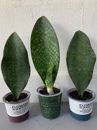 In terms of beauty, the whale fin snake plant (or sansevieria masoniana, if you're all technical) certainly has the wow factor. W H A L E F I N P L A N T S Zonealarm Results