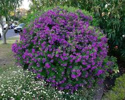 Image result for Polygala ohlendorfiana
