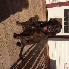 Jump to below are our newest added pups available for adoption in colorado. Retriever Rescue Of Colorado Adopt A Dog Chocolate Lab Archives Retriever Rescue Of Colorado