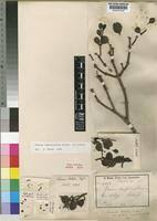 Image result for Viscum tuberculatum