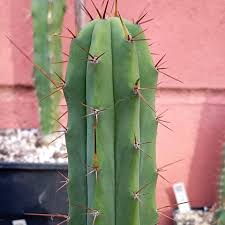 Image result for Trichoscypha lucens