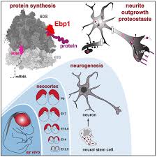 All complaints for hometeam pest defense are processed by the parent company. The Architecture Of Protein Synthesis In The Developing Neocortex At Near Atomic Resolution Reveals Ebp1 Mediated Neuronal Proteostasis At The 60s Tunnel Exit Biorxiv