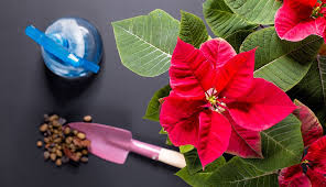 How To Care For Your Christmas Plants After The Holidays