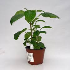 Image result for Impatiens niamniamensis