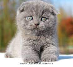 Scottish Fold Kitten Scottish Fold Kittens Scottish Fold Cat Scottish Fold