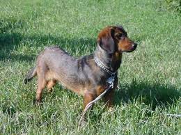 Image result for alpský brakýř jezevčíkovitý