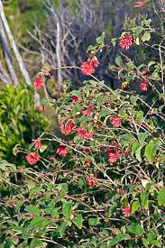 Image result for Cestrum elegans