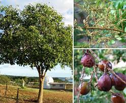 Image result for Sapindus