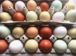 The production of heavy table poultry and winter eggs were the main objective of the french poultry keepers in establishing this breed. Chicken Egg Colors Which Breeds Lay Colored Eggs