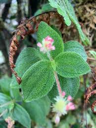 Image result for Pilea johnstonii