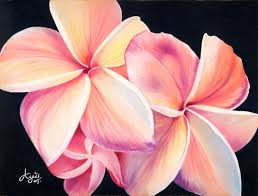 Plumeria Flowers X Posted On Colored Pencil Wetcanvas Flower Drawing Black Paper Drawing Color Pencil Sketch