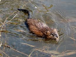 (oc) i'm so mortified by how wet i get when i need cock. Native Animal Of The Month Beaver Castor Canadensis Part 2