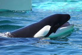 鴨川シーワールド ランちゃんが須磨シーワールド移送されました。 | イルカカメラとわんわんWinとねこMac - 楽天ブログ