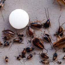 Denying these pests sustenance is easy, keep your food in sealed plastic bags and containers and wipe any spilled water and leftover food. How To Get Rid Of Cockroaches Extermpro