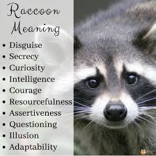 Raccoon Spirit Animal Spirit Animal Info Animal Spirit Guides Spirit Animal Meaning Spirit Animal Totem