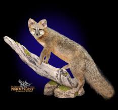 Gray fox taxidermy