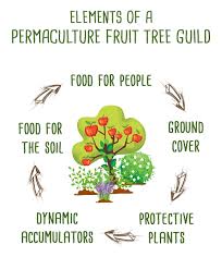 We did not find results for: 5 Things For Your Fruit Tree Guilds Living Permaculture