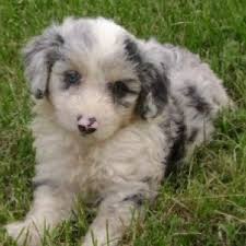 If your aussiedoodle starts showing herding behavior, it can be curbed early on by. Aussiedoodle Dog Breed Information And Facts