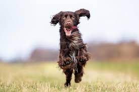 Types Of Spaniels How Many Spaniel Dogs Are There Dog Breeds Spaniel Breeds Cocker Spaniel Dog