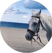 Pin By Shmmvx On افتارات Beautiful Arabian Horses We Bare Bears Wallpapers Horse Wallpaper