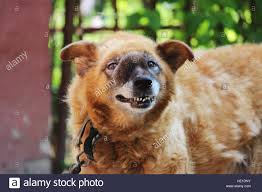 Alte Kette Rote Hund Mit Einem Bosartigen Inoperablen Tumor Im Gesicht Im Bereich Der Nasenhohle Stockfotografie Alamy