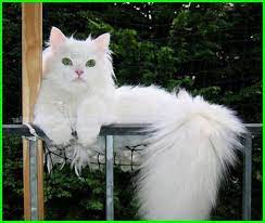 Penjelasan lengkap seputar kucing persia. Gambar Kucing Lucu Imut Dan Paling Menggemaskan Sedunia Gambar Kucing Lucu Kucing Lucu Foto Kucing Lucu