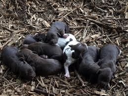 Der deutsche wachtelhund ist eine von der fédération cynologique internationale (fci) (nr. Wachtelhund Welpen Wurf Nr 2 In Diesem Jahr Wachtelhund Vom Raberspring