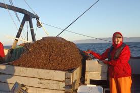 This is it': Cordova fishermen tell harrowing tales of trip home in waves  whipped by unseasonable storm
