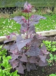 Arroche Culture De L Arroche Des Jardins Jardinage Jardinage Bio Planter Des Graines