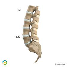 Image result for Lumbar vertebrae