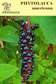 Image result for Phytolacca