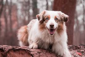 14 Beautiful Australian Shepherd Colors With Pictures