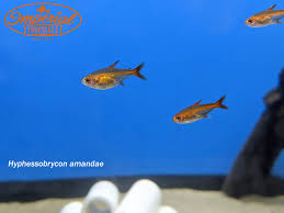 Ember Tetra Care And Breeding: A Tiny Tetra With Show Stopping Color! -  Youtube